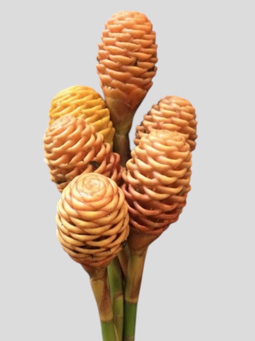 <h4>Ginger Shampoo Peach</h4>