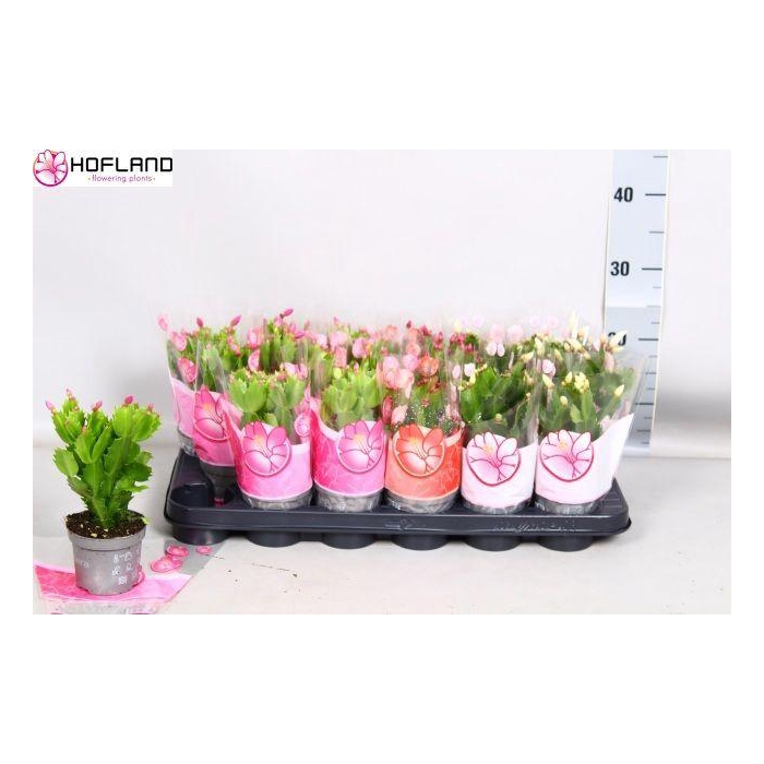 <h4>Schlumb Gem 3 Kl</h4>