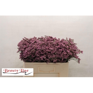 LIM PIUMA PINK TOUCH