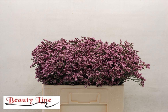 <h4>LIM PIUMA PINK TOUCH</h4>