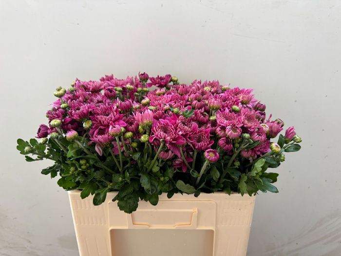 <h4>CHR T GOMPIE PURPER</h4>