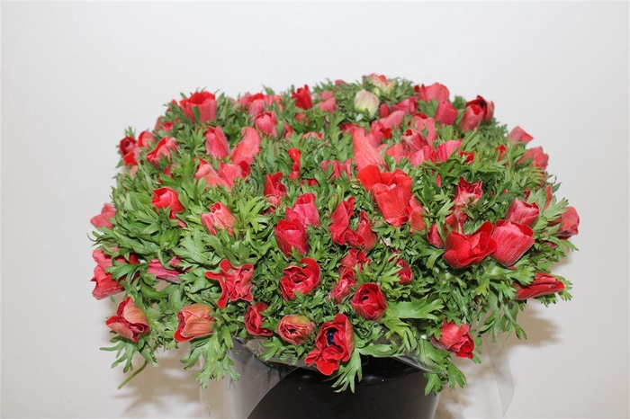 <h4>Anem Marianne Red</h4>