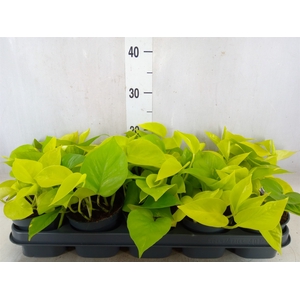 Epipremnum pinn. 'Golden Pothos'