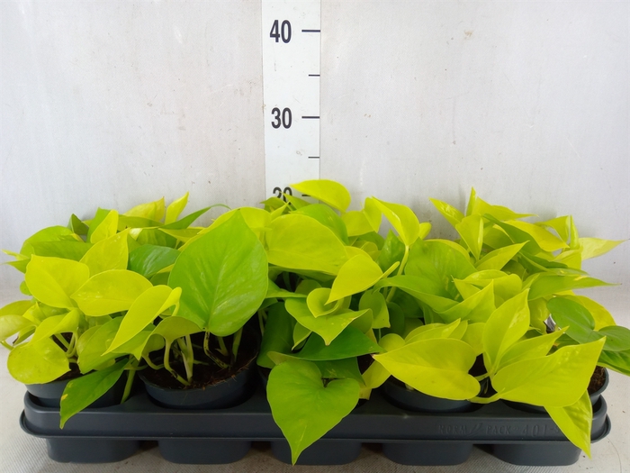 <h4>Epipremnum pinn. 'Golden Pothos'</h4>