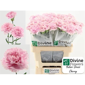 DI ST YUKARI DR CHER