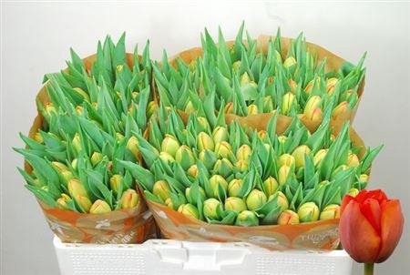 <h4>Tu Du Icoon</h4>