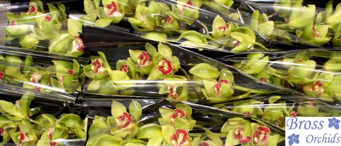 <h4>CYMB T LIGHTNING</h4>