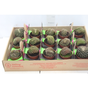 CACTUS GYMNOCALYCIUM MIHANOVICHII P09