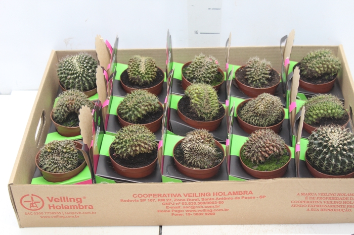 <h4>CACTUS GYMNOCALYCIUM MIHANOVICHII P09</h4>