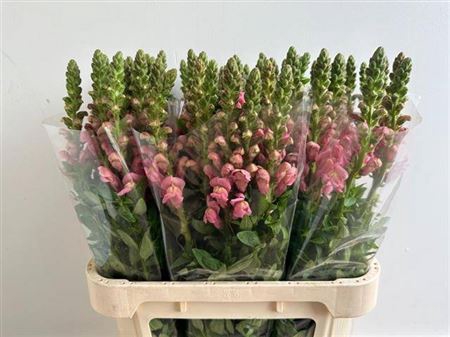 <h4>Antir Cool Rose</h4>