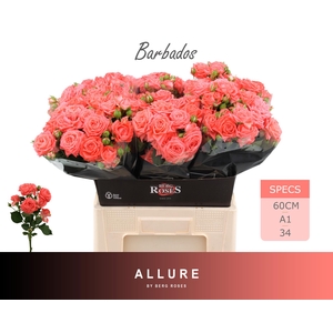 R TR BARBADOS ALLURE 60 cm