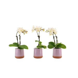 Valencia Lila Tiny Dolls Wit 2T12+ aqu@