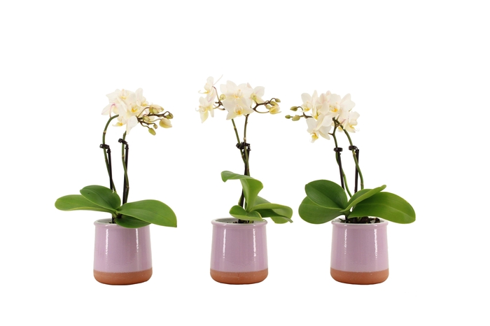 <h4>Valencia Lila Tiny Dolls Wit 2T12+ aqu@</h4>