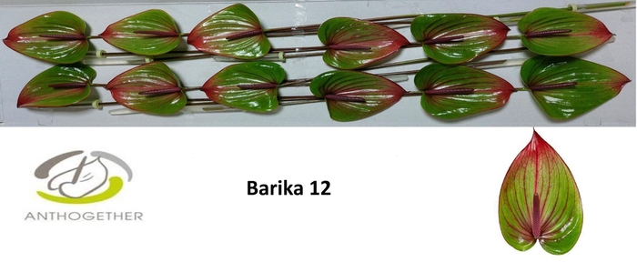 <h4>Anth. andr. 'Barika' x12</h4>