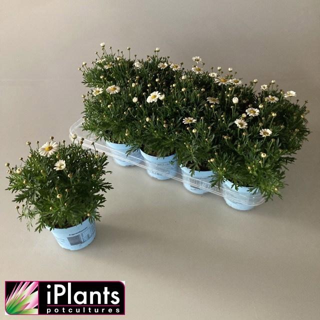 <h4>ARG LA RITA C WHITE</h4>