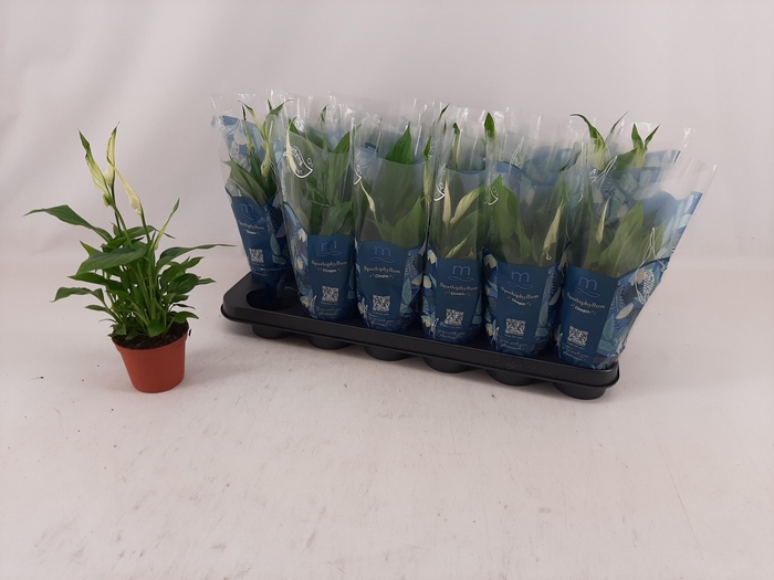 <h4>SPATH CHOPIN</h4>