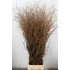 SALIX TORTUOSA 180CM