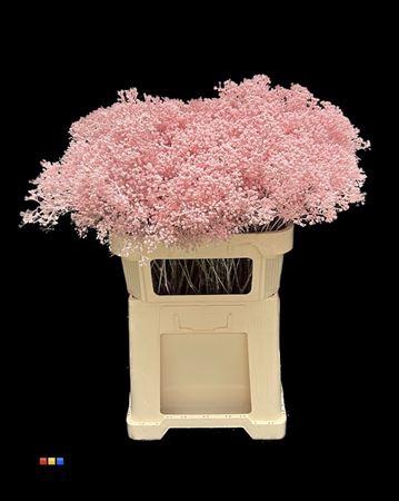<h4>Gyps Million Powder Light Pink</h4>
