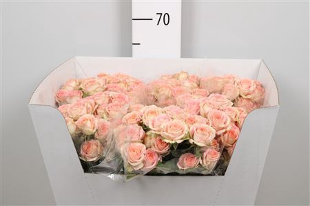 <h4>Rosa TR 'Azore'</h4>