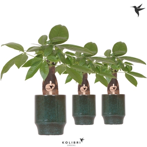 Kolibri Greens Pachira in Classy pot green