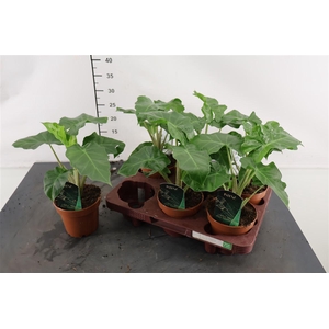 Alocasia 12 Cm. P. Low Rider