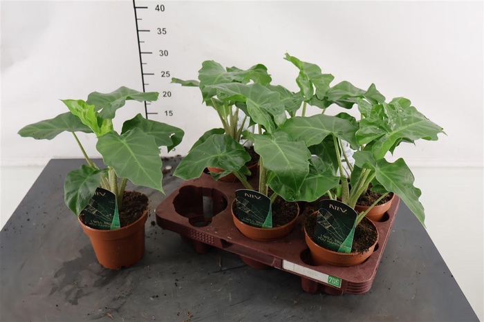 <h4>Alocasia 12 Cm. P. Low Rider</h4>