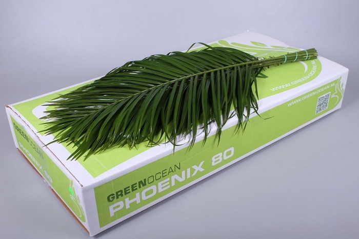 <h4>Phoenix Green Ocean</h4>