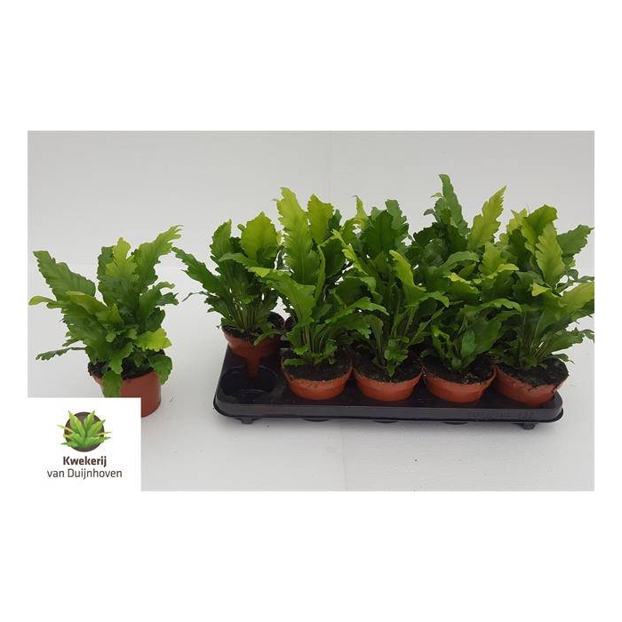 <h4>Asplenium Nidus Campio 12Ø 25cm</h4>