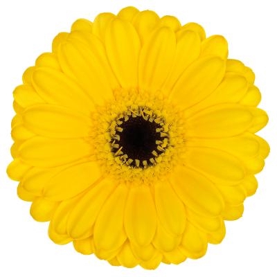 <h4>Germini Pacman Aquabox</h4>