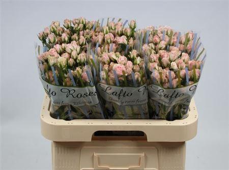 <h4>R Tr Severina</h4>