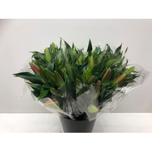 Mono Lelie Or Roze x5