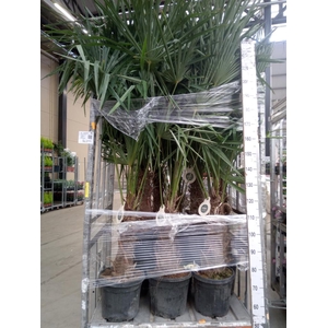 Trachycarpus fortunei