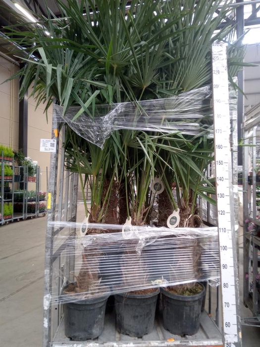 <h4>Trachycarpus fortunei</h4>