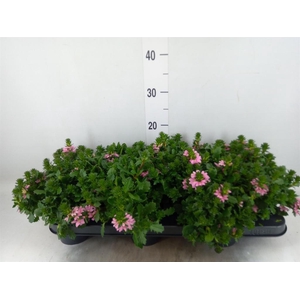 Scaevola aemula 'Surdiva Pink Blue'