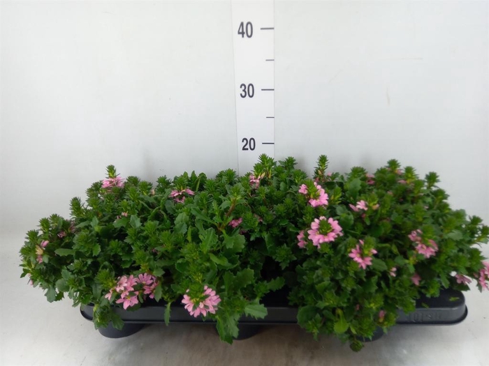 <h4>Scaevola aemula 'Surdiva Pink Blue'</h4>