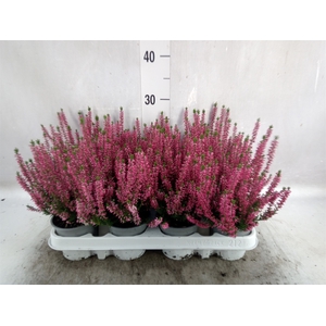 Calluna vulg. 'Beauty L Siska'