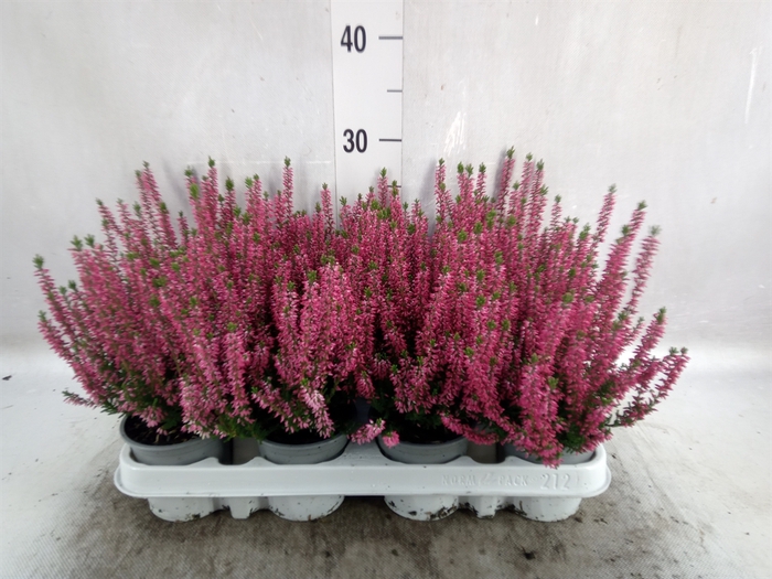 <h4>Calluna vulg. 'Beauty L Siska'</h4>