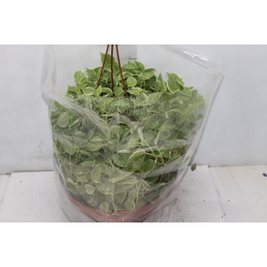 PEPEROMIA SCANDENS C32