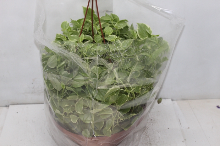<h4>PEPEROMIA SCANDENS C32</h4>