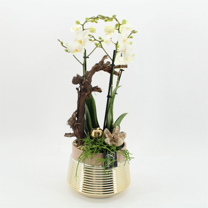 <h4>Arr. Phalaenopsis H%</h4>