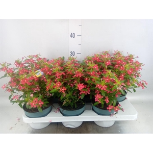 Catharanthus ros. 'Soiree Cerise E'