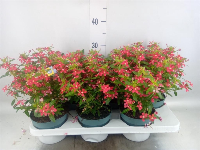 <h4>Catharanthus ros. 'Soiree Cerise E'</h4>