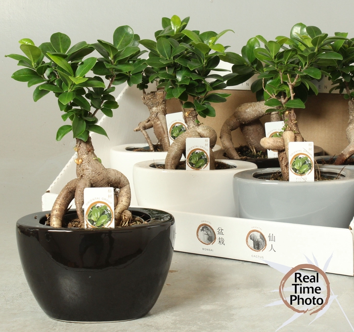 <h4>FIC MI GINSENG</h4>