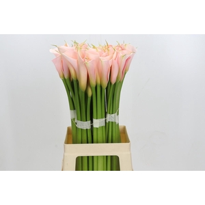 Zantedeschia Eydolls Salmon