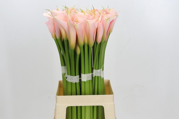 Zantedeschia Eydolls Salmon