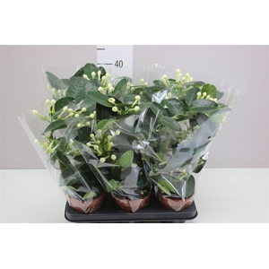 Stephanotis Fleur Parfum 7-8 A2