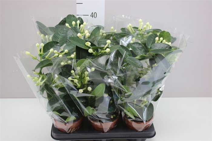 <h4>Stephanotis Fleur Parfum 7-8 A2</h4>