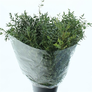 EUC PARVIFOLIA P BS