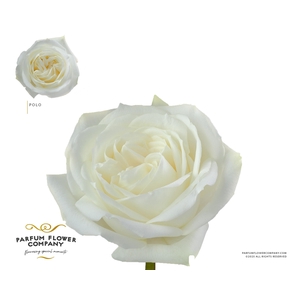 Rosa Garden Polo