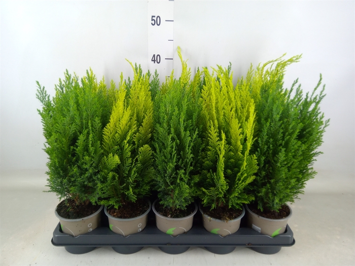 <h4>Conifers   ...mix</h4>